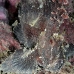 scorpionfish_leaf_mr_v_0040_yap0045.jpg